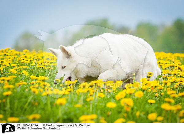 Weier Schweizer Schferhund / White Swiss Shepherd Dog / MW-04094
