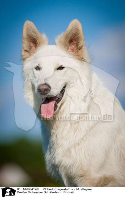 Weier Schweizer Schferhund Portrait / White Swiss Shepherd Dog Portrait / MW-04146