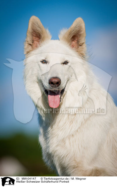 Weier Schweizer Schferhund Portrait / White Swiss Shepherd Dog Portrait / MW-04147