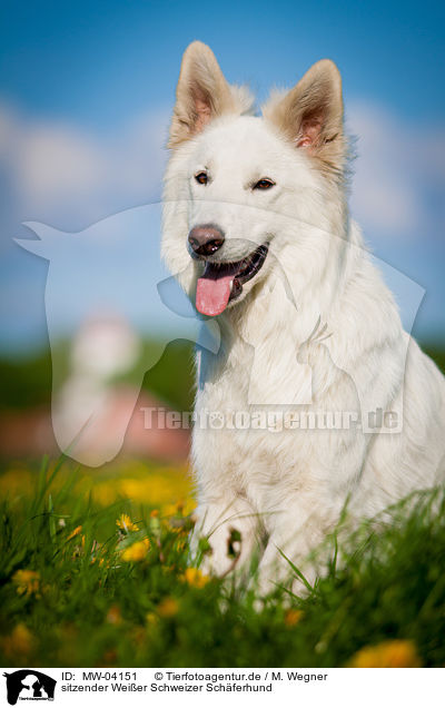 sitzender Weier Schweizer Schferhund / sitting White Swiss Shepherd Dog / MW-04151