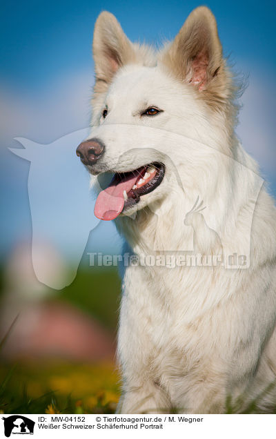 Weier Schweizer Schferhund Portrait / White Swiss Shepherd Dog Portrait / MW-04152
