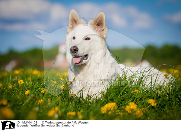 liegender Weier Schweizer Schferhund / lying White Swiss Shepherd Dog / MW-04153