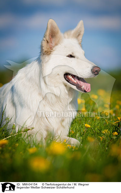 liegender Weier Schweizer Schferhund / lying White Swiss Shepherd Dog / MW-04154