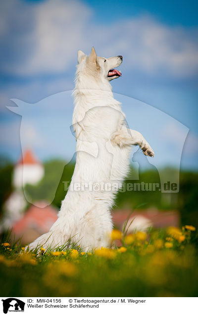 Weier Schweizer Schferhund / White Swiss Shepherd Dog / MW-04156