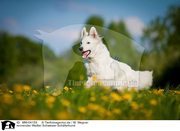 rennender Weier Schweizer Schferhund / running White Swiss Shepherd Dog / MW-04159