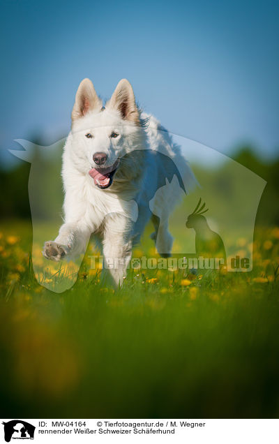 rennender Weier Schweizer Schferhund / running White Swiss Shepherd Dog / MW-04164
