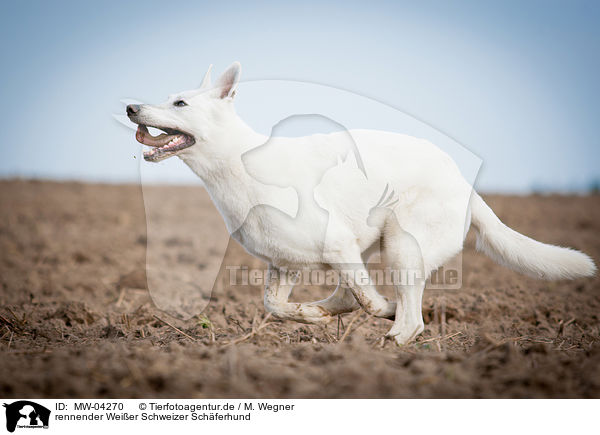 rennender Weier Schweizer Schferhund / running White Swiss Shepherd Dog / MW-04270