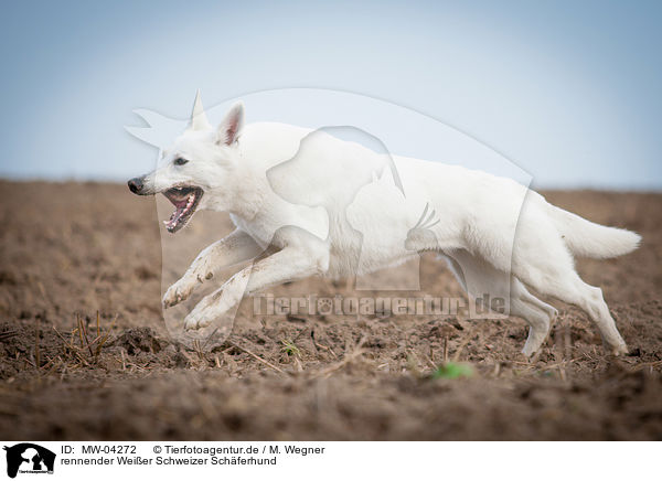 rennender Weier Schweizer Schferhund / running White Swiss Shepherd Dog / MW-04272