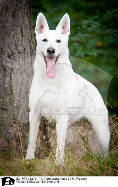 Weier Schweizer Schferhund / White Swiss Shepherd Dog / MW-04276