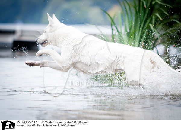 rennender Weier Schweizer Schferhund / running White Swiss Shepherd Dog / MW-04280