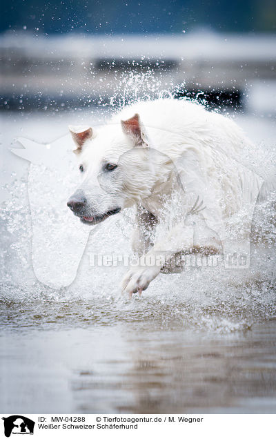 Weier Schweizer Schferhund / White Swiss Shepherd Dog / MW-04288