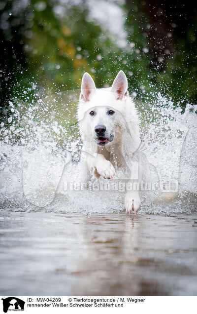 rennender Weier Schweizer Schferhund / running White Swiss Shepherd Dog / MW-04289