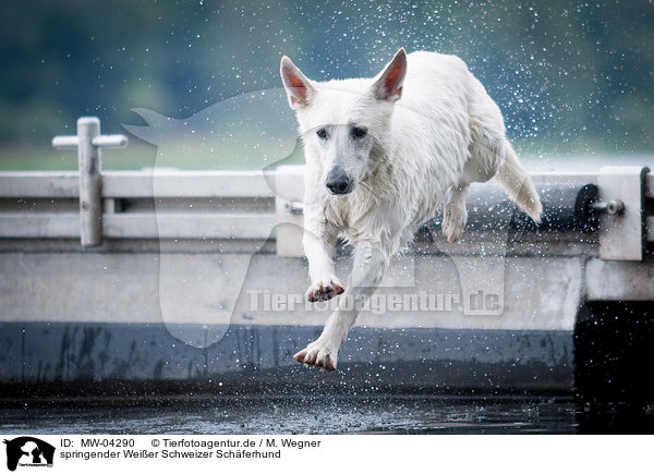 springender Weier Schweizer Schferhund / jumping White Swiss Shepherd Dog / MW-04290
