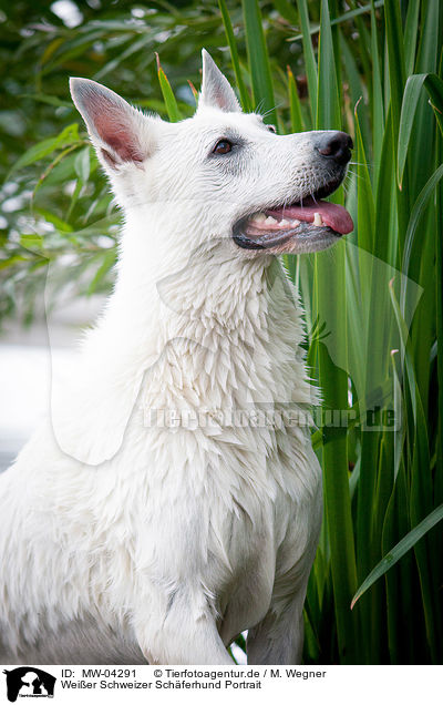 Weier Schweizer Schferhund Portrait / White Swiss Shepherd Dog Portrait / MW-04291