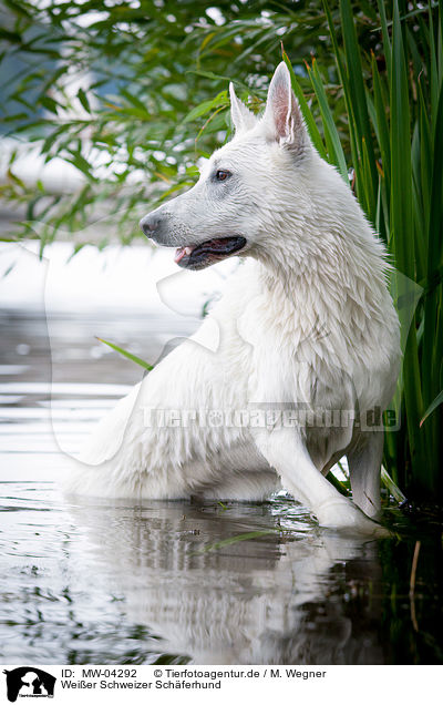 Weier Schweizer Schferhund / White Swiss Shepherd Dog / MW-04292