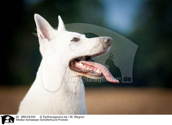 Weier Schweizer Schferhund Portrait / White Swiss Shepherd Dog Portrait / MW-04294