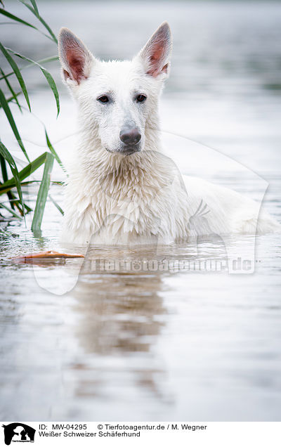 Weier Schweizer Schferhund / White Swiss Shepherd Dog / MW-04295