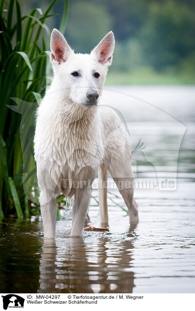 Weier Schweizer Schferhund / White Swiss Shepherd Dog / MW-04297
