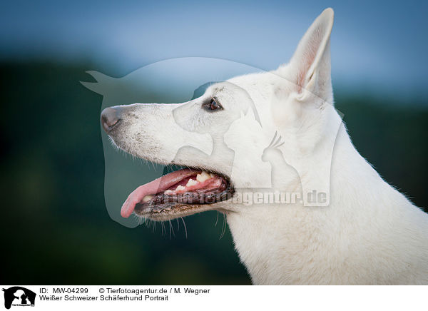 Weier Schweizer Schferhund Portrait / White Swiss Shepherd Dog Portrait / MW-04299