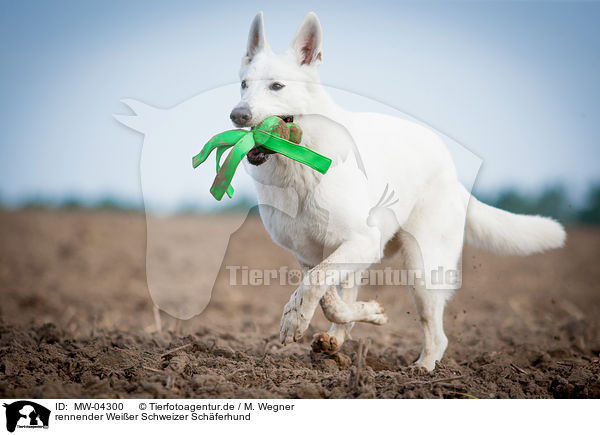 rennender Weier Schweizer Schferhund / running White Swiss Shepherd Dog / MW-04300