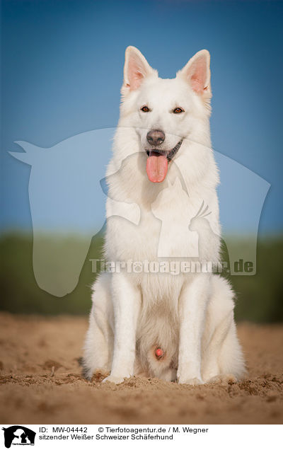 sitzender Weier Schweizer Schferhund / sitting White Swiss Shepherd Dog / MW-04442