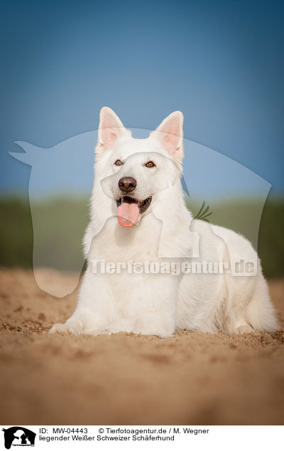 liegender Weier Schweizer Schferhund / lying White Swiss Shepherd Dog / MW-04443