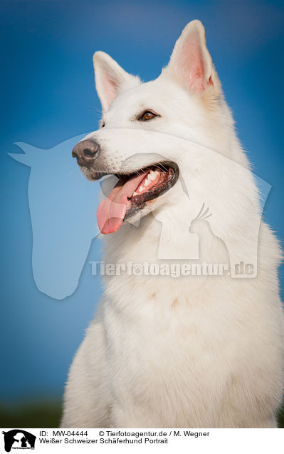 Weier Schweizer Schferhund Portrait / White Swiss Shepherd Dog Portrait / MW-04444