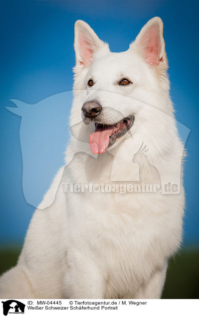 Weier Schweizer Schferhund Portrait / White Swiss Shepherd Dog Portrait / MW-04445