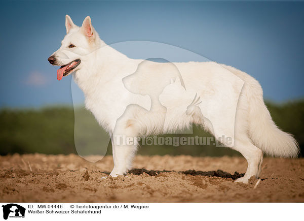 Weier Schweizer Schferhund / White Swiss Shepherd Dog / MW-04446