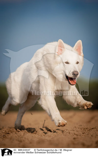 rennender Weier Schweizer Schferhund / running White Swiss Shepherd Dog / MW-04447