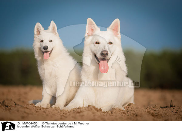 liegender Weier Schweizer Schferhund / lying White Swiss Shepherd Dog / MW-04450