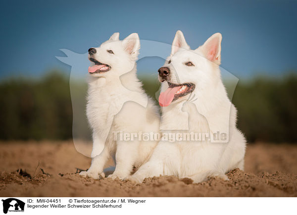 liegender Weier Schweizer Schferhund / lying White Swiss Shepherd Dog / MW-04451