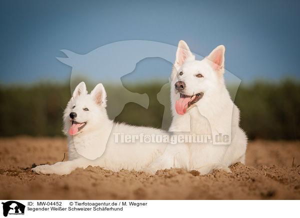 liegender Weier Schweizer Schferhund / lying White Swiss Shepherd Dog / MW-04452