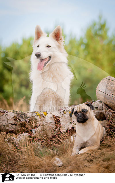 Weier Schferhund und Mops / White Shepherd and Pug / MW-04456