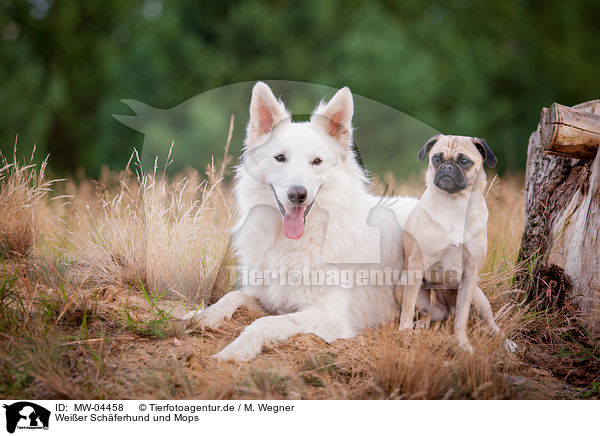 Weier Schferhund und Mops / White Shepherd and Pug / MW-04458
