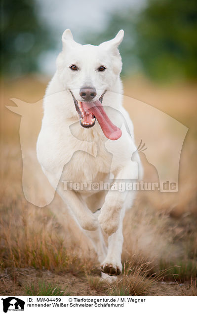 rennender Weier Schweizer Schferhund / running White Swiss Shepherd Dog / MW-04459