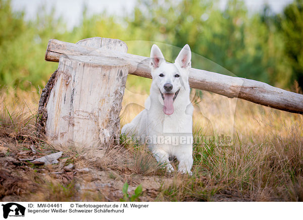 liegender Weier Schweizer Schferhund / lying White Swiss Shepherd Dog / MW-04461