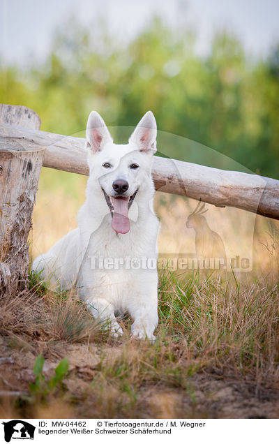 liegender Weier Schweizer Schferhund / lying White Swiss Shepherd Dog / MW-04462