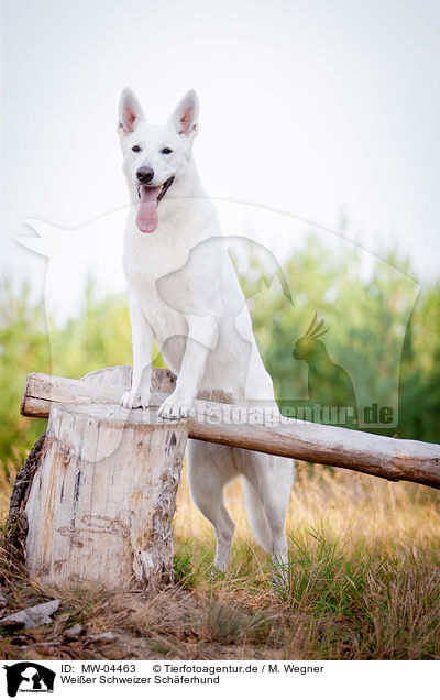 Weier Schweizer Schferhund / White Swiss Shepherd Dog / MW-04463