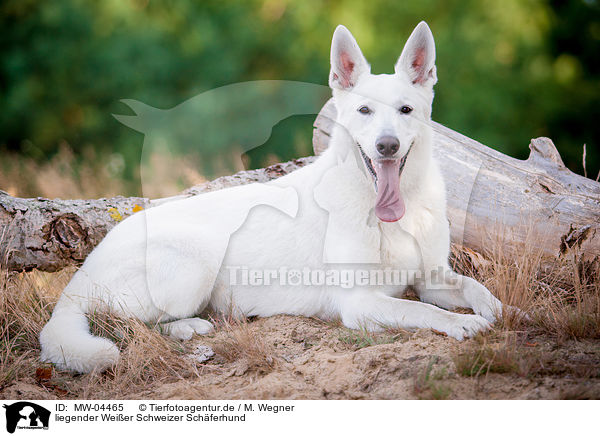 liegender Weier Schweizer Schferhund / lying White Swiss Shepherd Dog / MW-04465