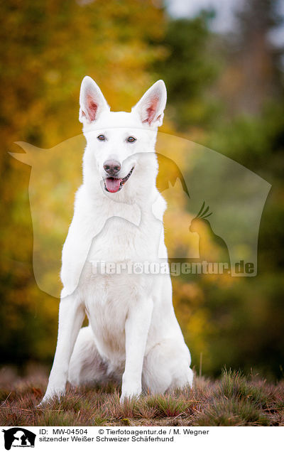 sitzender Weier Schweizer Schferhund / sitting White Swiss Shepherd Dog / MW-04504