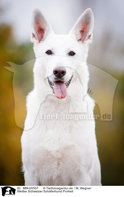 Weier Schweizer Schferhund Portrait / White Swiss Shepherd Dog Portrait / MW-04507