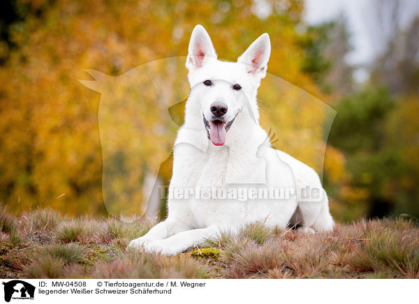 liegender Weier Schweizer Schferhund / lying White Swiss Shepherd Dog / MW-04508