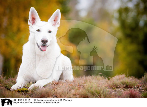 liegender Weier Schweizer Schferhund / lying White Swiss Shepherd Dog / MW-04511