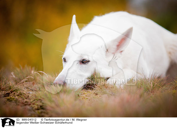liegender Weier Schweizer Schferhund / lying White Swiss Shepherd Dog / MW-04512