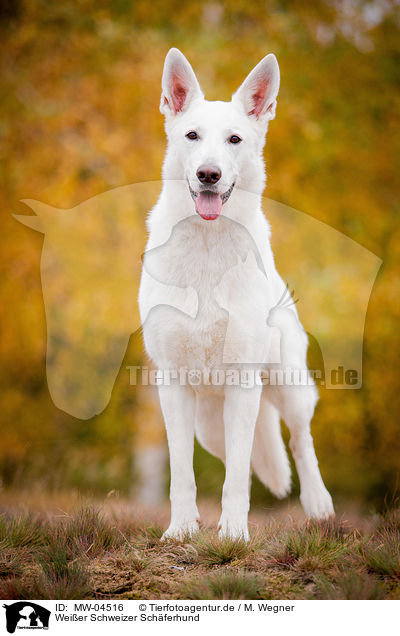 Weier Schweizer Schferhund / White Swiss Shepherd Dog / MW-04516