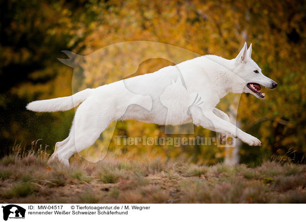 rennender Weier Schweizer Schferhund / running White Swiss Shepherd Dog / MW-04517