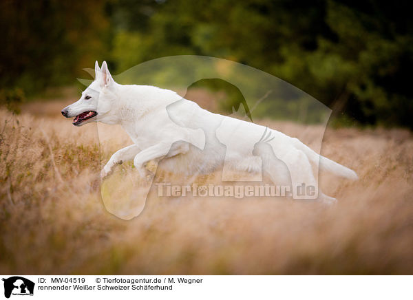 rennender Weier Schweizer Schferhund / running White Swiss Shepherd Dog / MW-04519