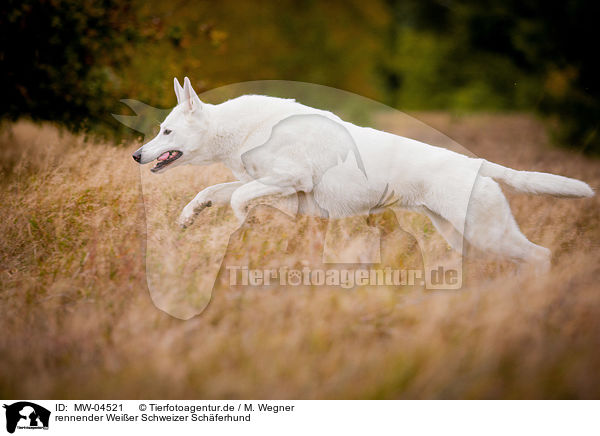 rennender Weier Schweizer Schferhund / running White Swiss Shepherd Dog / MW-04521