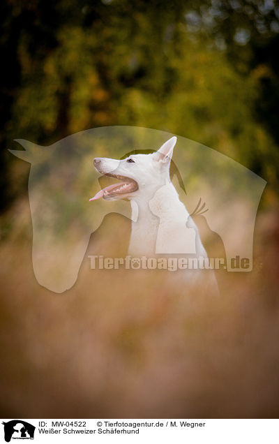 Weier Schweizer Schferhund / White Swiss Shepherd Dog / MW-04522